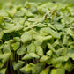 Organic Buckwheat Seed - Grow Organic Organic Buckwheat Seed (lb) Cover Crop