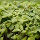 Organic Buckwheat Seed (lb) - Grow Organic