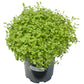 Peaceful Valley Mustard Mix Seed (lb) - Grow Organic