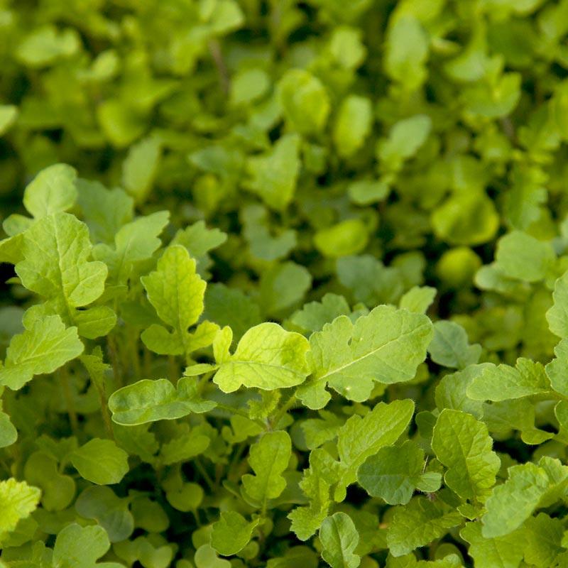 Mustard Mix  Seed - Grow Organic Mustard Mix  Seed (lb) Cover Crop