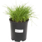 Basic Erosion Control Cover Crop - Nitrocoated Seed for sale Peaceful Valley Basic Erosion Control Mix - Nitrocoated Seed (lb) Cover Crop