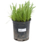 General Purpose Erosion Cover Crop Mix for Sale Nitrocoated Peaceful Valley General Purpose Erosion Mix - Nitrocoated Seed (lb) Cover Crop