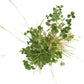 General Purpose Erosion Cover Crop Mix for Sale Nitrocoated Peaceful Valley General Purpose Erosion Mix - Nitrocoated Seed (lb) Cover Crop