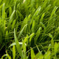 General Purpose Erosion Cover Crop Mix for Sale Nitrocoated Peaceful Valley General Purpose Erosion Mix - Nitrocoated Seed (lb) Cover Crop