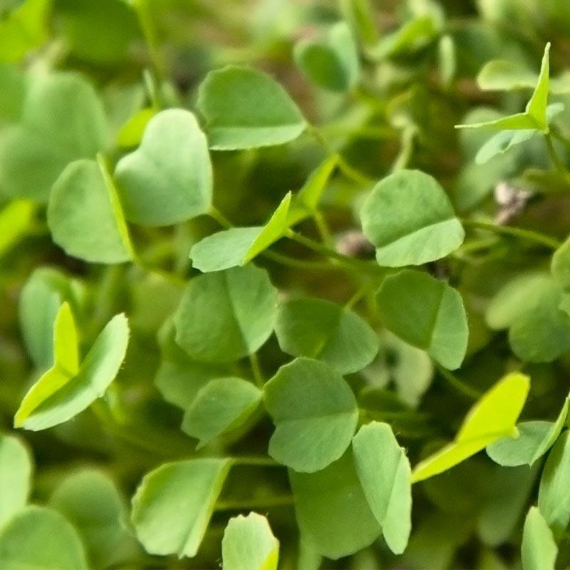 Semi-Dormant Alfalfa - Nitrocoated Seed - Grow Organic Semi-Dormant Alfalfa - Nitrocoated Seed (lb) Cover Crop