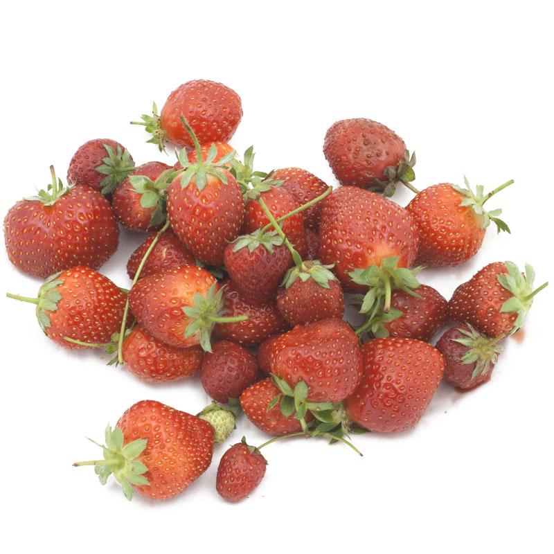 Sequoia Strawberry Plants by the Box (1500) - Grow Organic Sequoia Strawberry Plants by the Box (1500) Berries and Vines