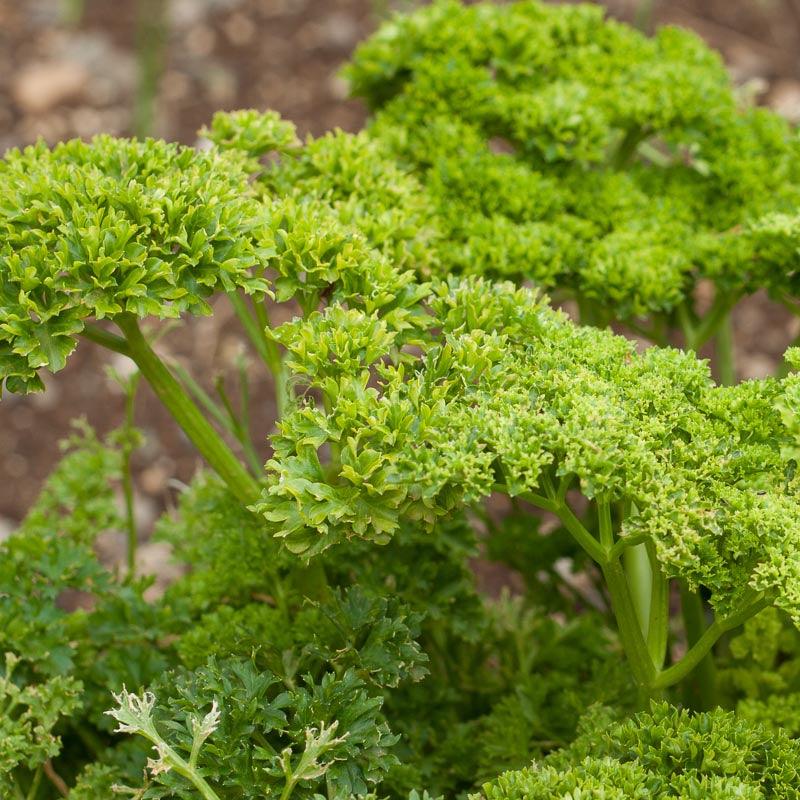 Moss Curled Parsley (Organic) - Grow Organic