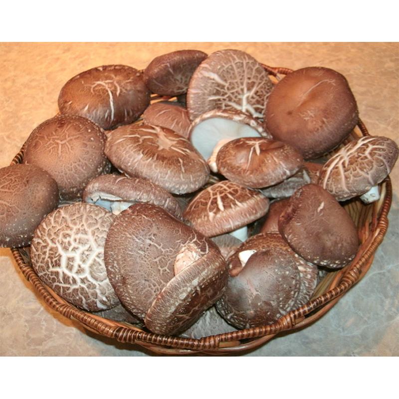 Shiitake Mushroom Block - Grow Organic Shiitake Mushroom Block Homestead