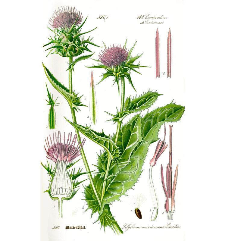 milk seed plant Milk Thistle Seeds (Organic)