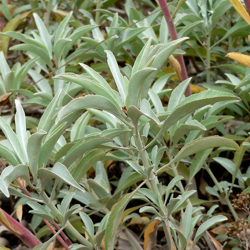 Strictly Medicinal Organic White Sage - Grow Organic Strictly Medicinal Organic White Sage Herb Seeds