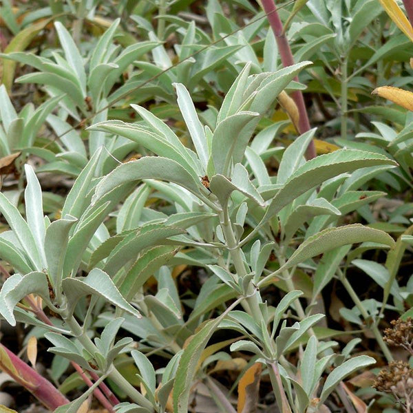 White Sage Seeds (Organic)