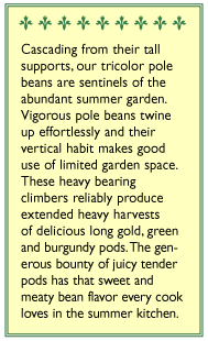 Renee's Garden Bean Pole Tricolor Green Yellow & Purple Renee's Garden Bean Pole Tricolor Green Yellow & Purple Vegetable Seeds