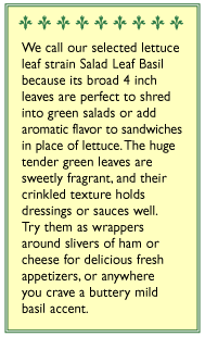 Renee's Garden Basil Salad Leaf (Heirloom) - Grow Organic Renee's Garden Basil Salad Leaf (Heirloom) Herb Seeds