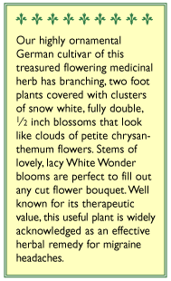 Renee's Garden Feverfew Double White Wonder - Grow Organic Renee's Garden Feverfew Double White Wonder Flower Seed & Bulbs