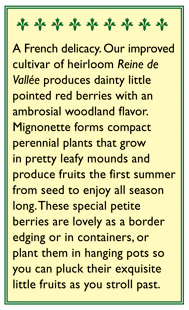 Renee's Garden Strawberry Alpine Mignonette - Grow Organic Renee's Garden Strawberry Alpine Mignonette Herb Seeds