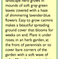 Renee's Garden Catmint - Grow Organic Renee's Garden Catmint Herb Seeds