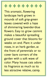 Renee's Garden Catmint - Grow Organic Renee's Garden Catmint Herb Seeds
