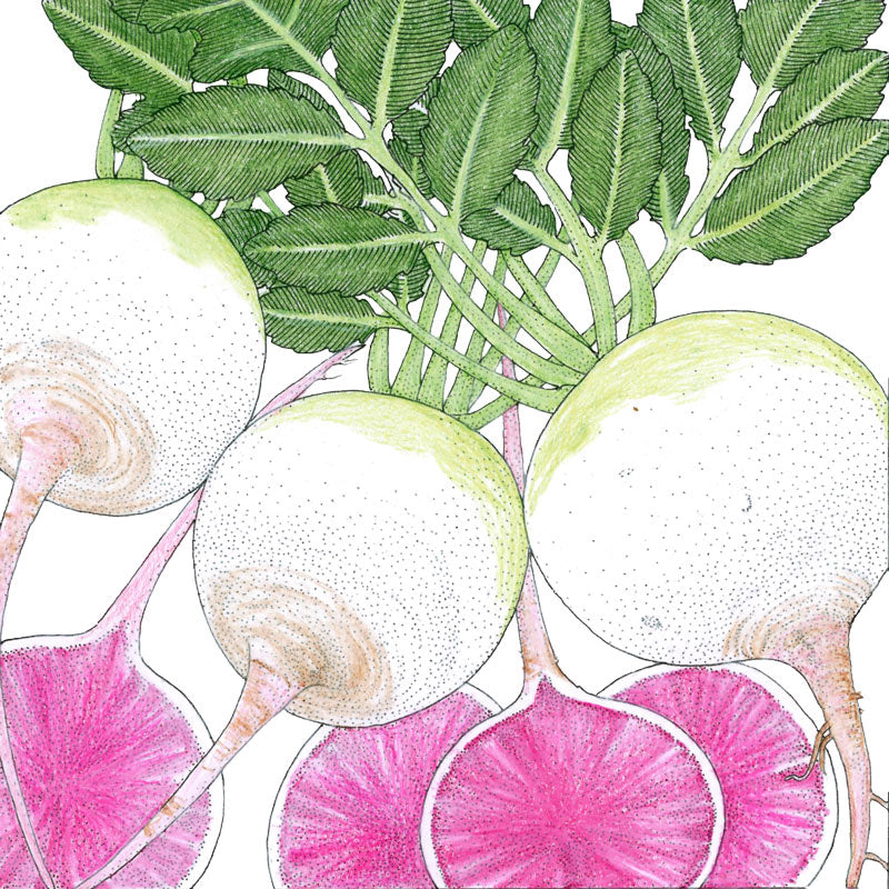 Watermelon Radish Seeds (Organic) - Grow Organic Watermelon Radish Seeds (Organic) Vegetable Seeds