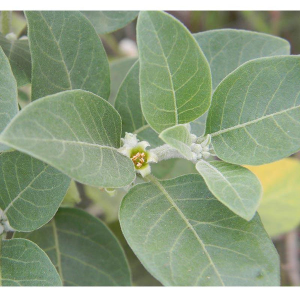 Strictly Medicinal Organic Ashwagandha for Sale – Grow Organic