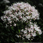 Valerian Seeds (Organic) - Grow Organic