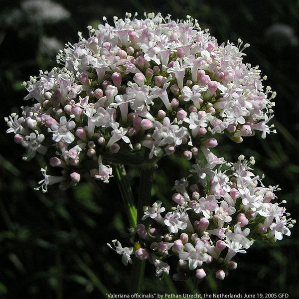 valerian plant seeds Valerian Seeds (Organic)