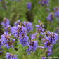 Strictly Medicinal Organic Hyssop, Official - Grow Organic Strictly Medicinal Organic Hyssop, Official Herb Seeds