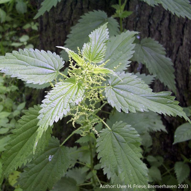 Strictly Medicinal Organic Stinging Nettles - Grow Organic Strictly Medicinal Organic Stinging Nettles Herb Seeds