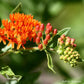 Strictly Medicinal Organic Pleurisy Root - Grow Organic Strictly Medicinal Organic Pleurisy Root Herb Seeds