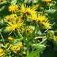 Strictly Medicinal Organic Elecampane, Official Strictly Medicinal Organic Elecampane, Official Herb Seeds