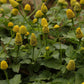 Spilanthes Seeds (Organic) - Grow Organic