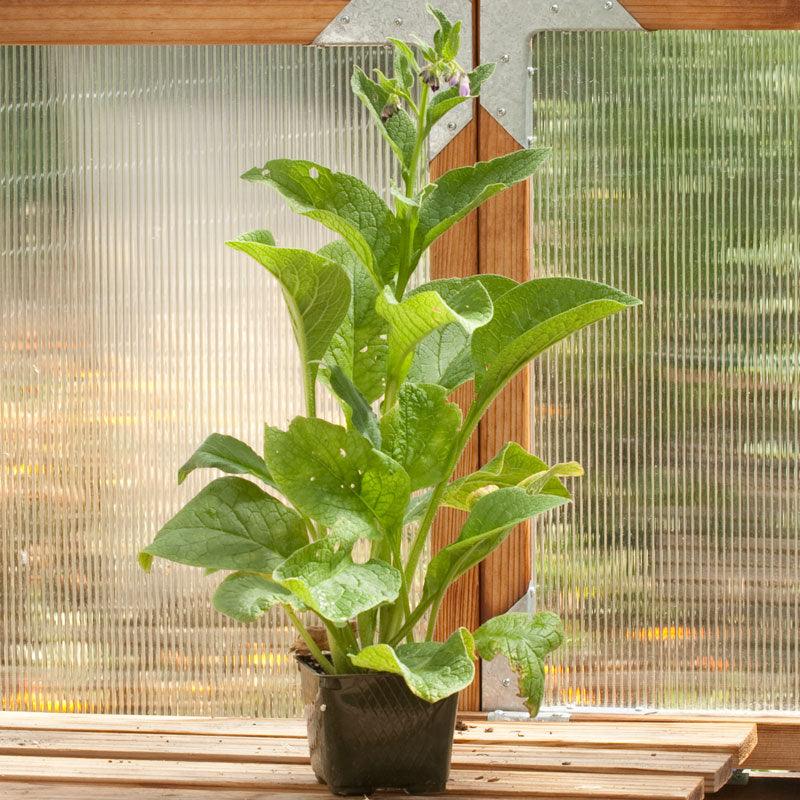 where to buy comfrey plants or seeds True Comfrey