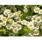 Strictly Medicinal Organic Feverfew - Grow Organic Strictly Medicinal Organic Feverfew Herb Seeds