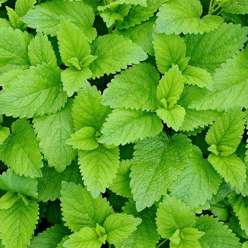 Strictly Medicinal Organic Lemon Balm - Grow Organic Strictly Medicinal Organic Lemon Balm Herb Seeds