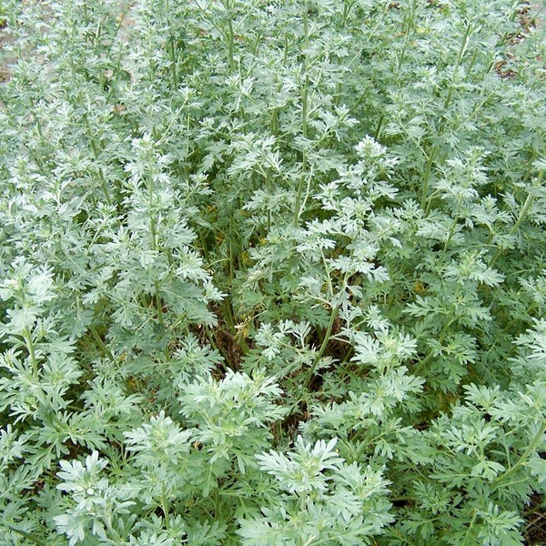 wormwood potted plant Wormwood Seeds (Organic)