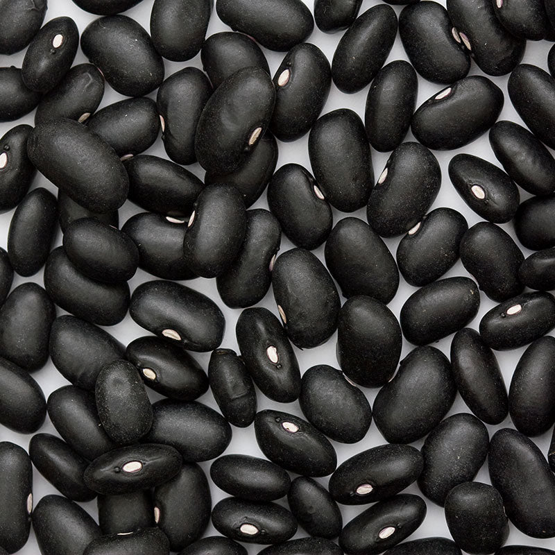 Black Turtle Bean Seeds (Organic) - Grow Organic Black Turtle Bush Bean Seeds (Organic) Vegetable Seeds