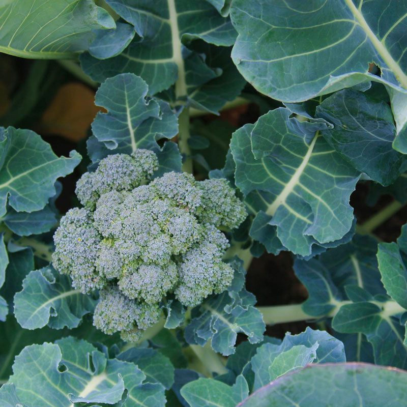 Organic Broccoli, Di Cicco (1/4 lb) - Grow Organic Organic Broccoli, Di Cicco (1/4 lb) Vegetable Seeds