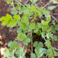 Organic Cilantro - Grow Organic Organic Cilantro Herb Seeds