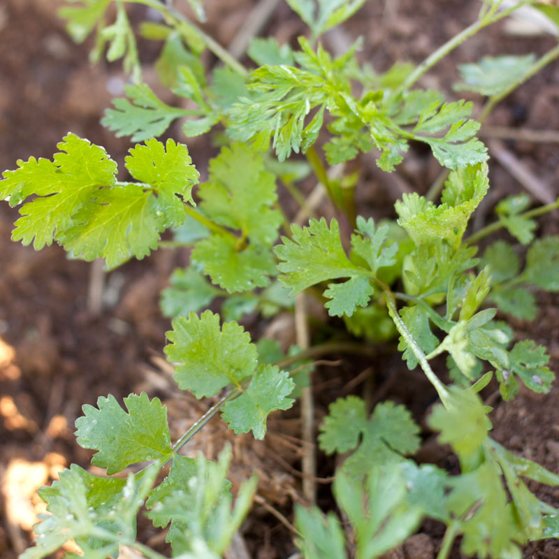 Organic Cilantro (1/4 lb) - Grow Organic Organic Cilantro (1/4 lb) Herb Seeds