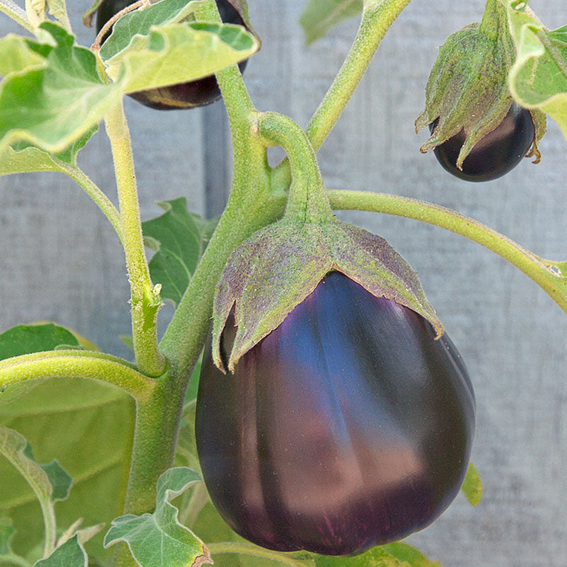 Black Beauty Eggplant Seeds (Organic) - Grow Organic Black Beauty Eggplant Seeds (Organic) Vegetable Seeds