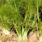 Florence Fennel Seeds (Organic) - Grow Organic Florence Fennel Seeds (Organic) Herb Seeds