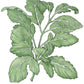 Arugula Greens Seeds (Organic) - Grow Organic Arugula Greens Seeds (Organic) Vegetable Seeds