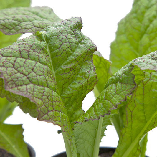 Organic Mustard Giant Red Greens Grow Organic