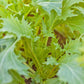 Organic Greens, Mesclun Spicy Mix (1 oz) - Grow Organic Organic Greens, Mesclun Spicy Mix (1 oz) Vegetable Seeds