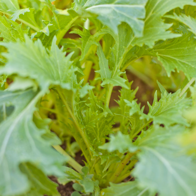 Organic Greens, Mustard Mizuna (1/4 lb) - Grow Organic Organic Greens, Mustard Mizuna (1/4 lb) Vegetable Seeds