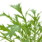 Organic Greens, Mustard Mizuna (1/4 lb) - Grow Organic Organic Greens, Mustard Mizuna (1/4 lb) Vegetable Seeds