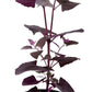 Red Orach Seeds (Organic) - Grow Organic Red Orach Seeds (Organic) Vegetable Seeds