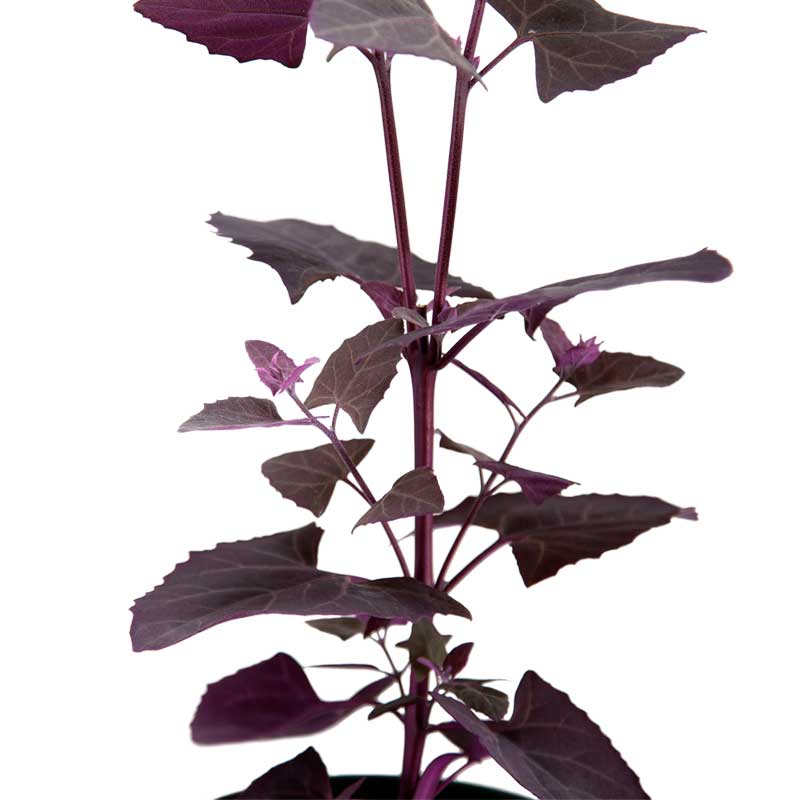 Red Orach Seeds (Organic) - Grow Organic Red Orach Seeds (Organic) Vegetable Seeds