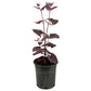 Red Orach Seeds (Organic) - Grow Organic Red Orach Seeds (Organic) Vegetable Seeds