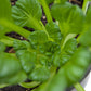 Organic Greens, Mustard Tatsoi (1/4 lb) - Grow Organic Organic Greens, Mustard Tatsoi (1/4 lb) Vegetable Seeds