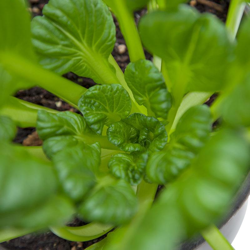 Organic Greens, Mustard Tatsoi (1/4 lb) - Grow Organic Organic Greens, Mustard Tatsoi (1/4 lb) Vegetable Seeds